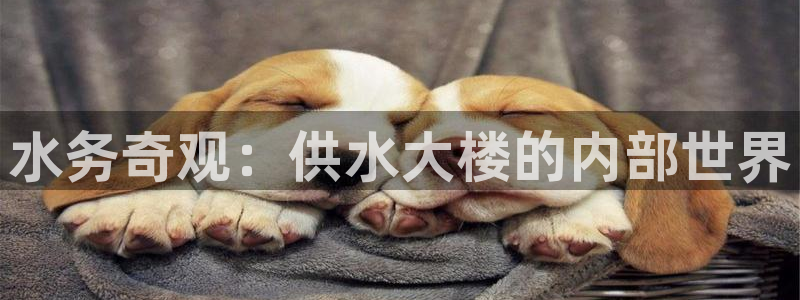 qy球友会体育官方平台